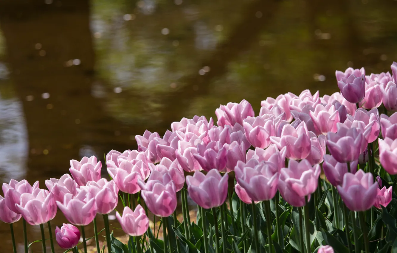 Фото обои цветы, блики, пруд, парк, берег, лепестки, Тюльпаны, розовые