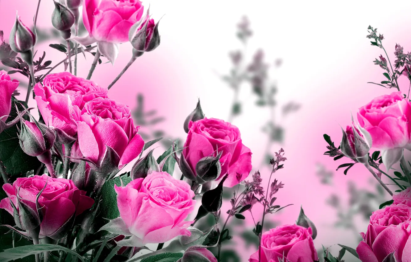 Фото обои цветы, розы, бутоны, листики