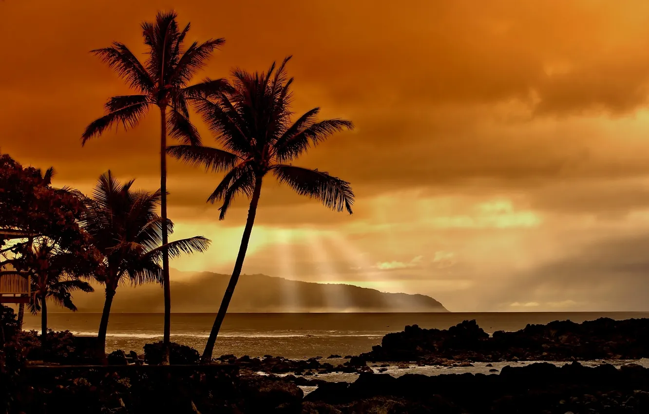 Фото обои лучи, пальмы, океан