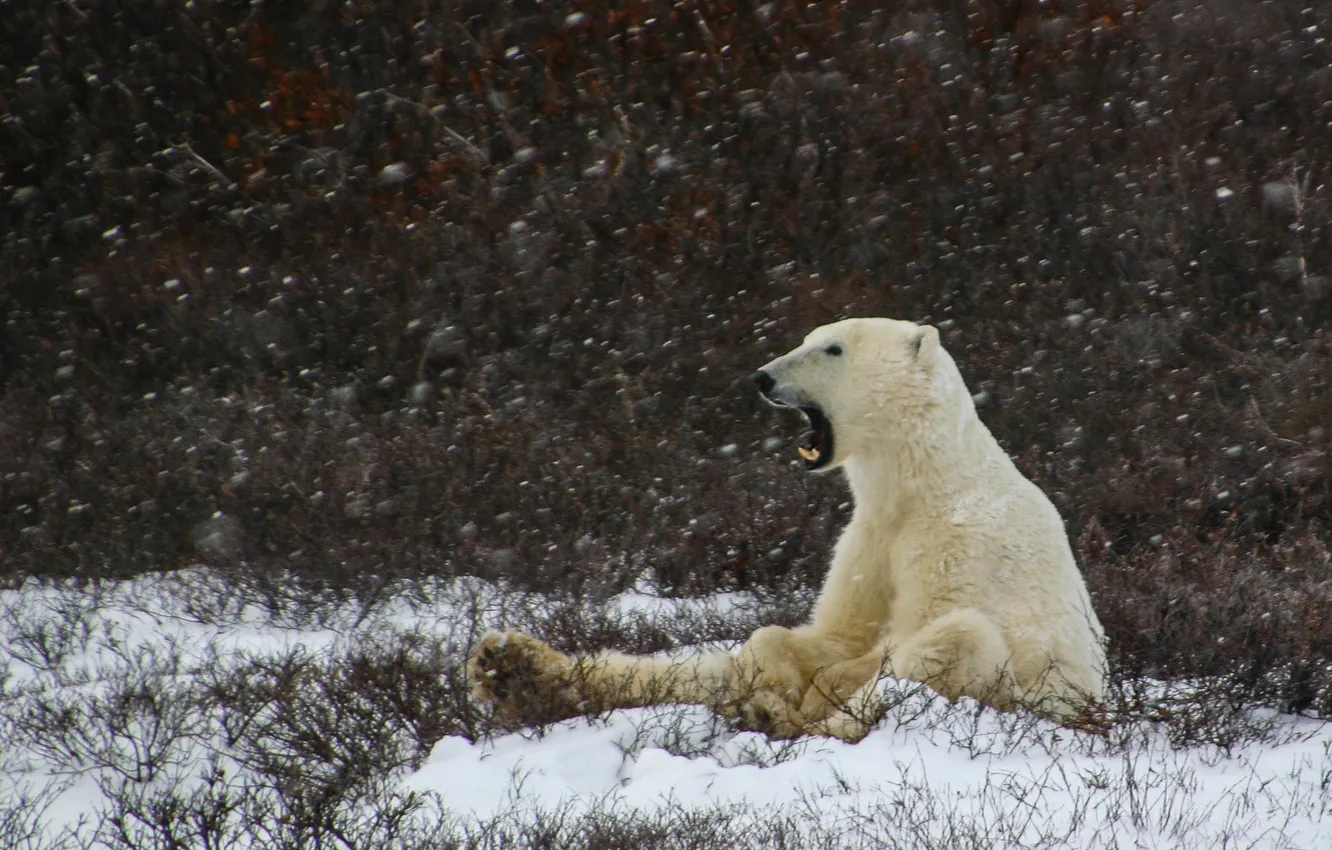 Фото обои winter, polar bear, snowing, laziness, yawning