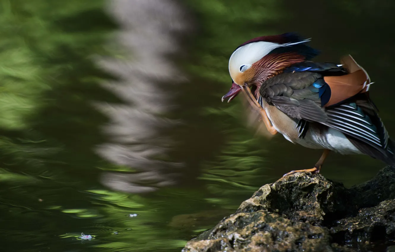 Фото обои природа, пруд, птица, утка, водоем, яркое оперение, мандаринка