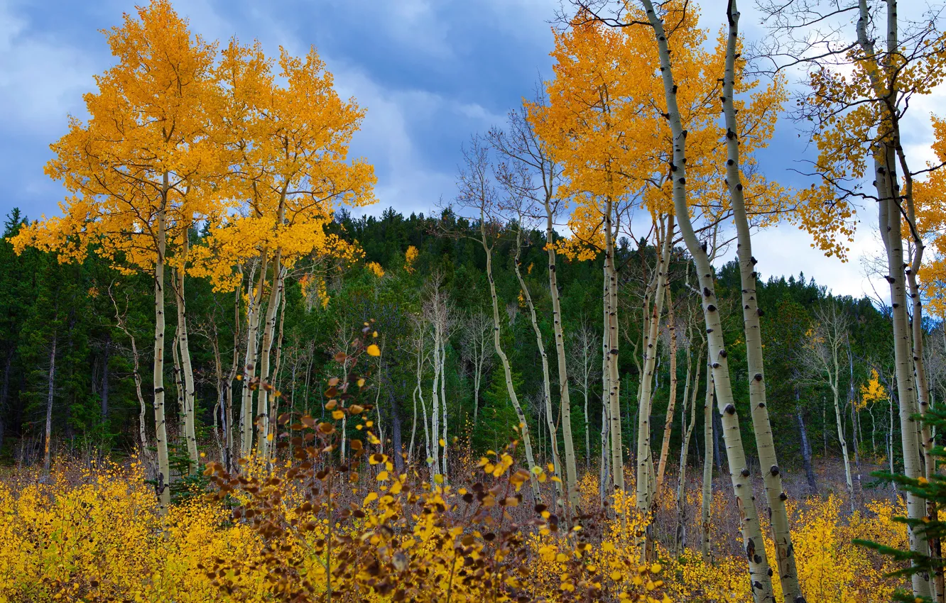 Фото обои осень, лес, листья, деревья, листва, желтые, кроны, осенние