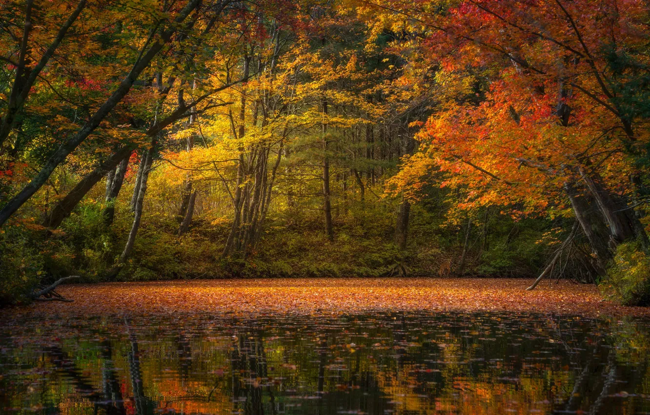 Фото обои осень, лес, пруд
