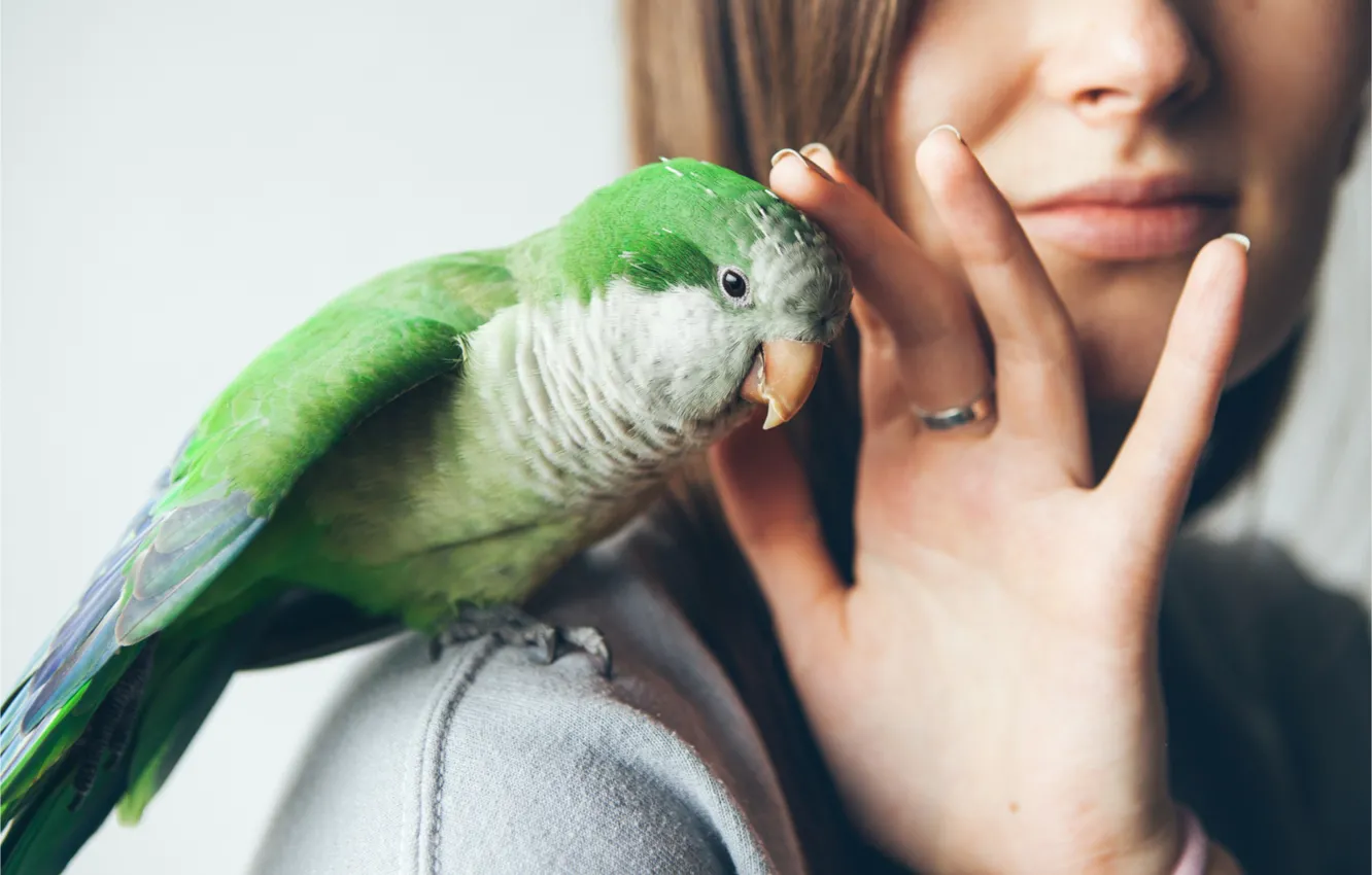 Фото обои любовь, зеленый, птица, попугай, parrot, зеленый попугай