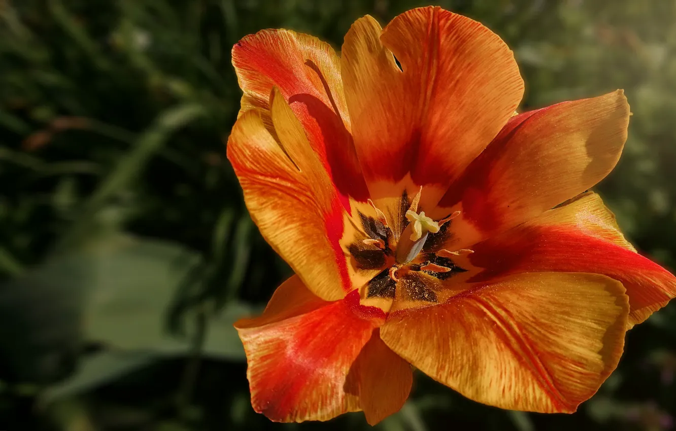 Фото обои листья, цветы, оранжевый, фон, лепестки, сад, тюльпаны, бутоны