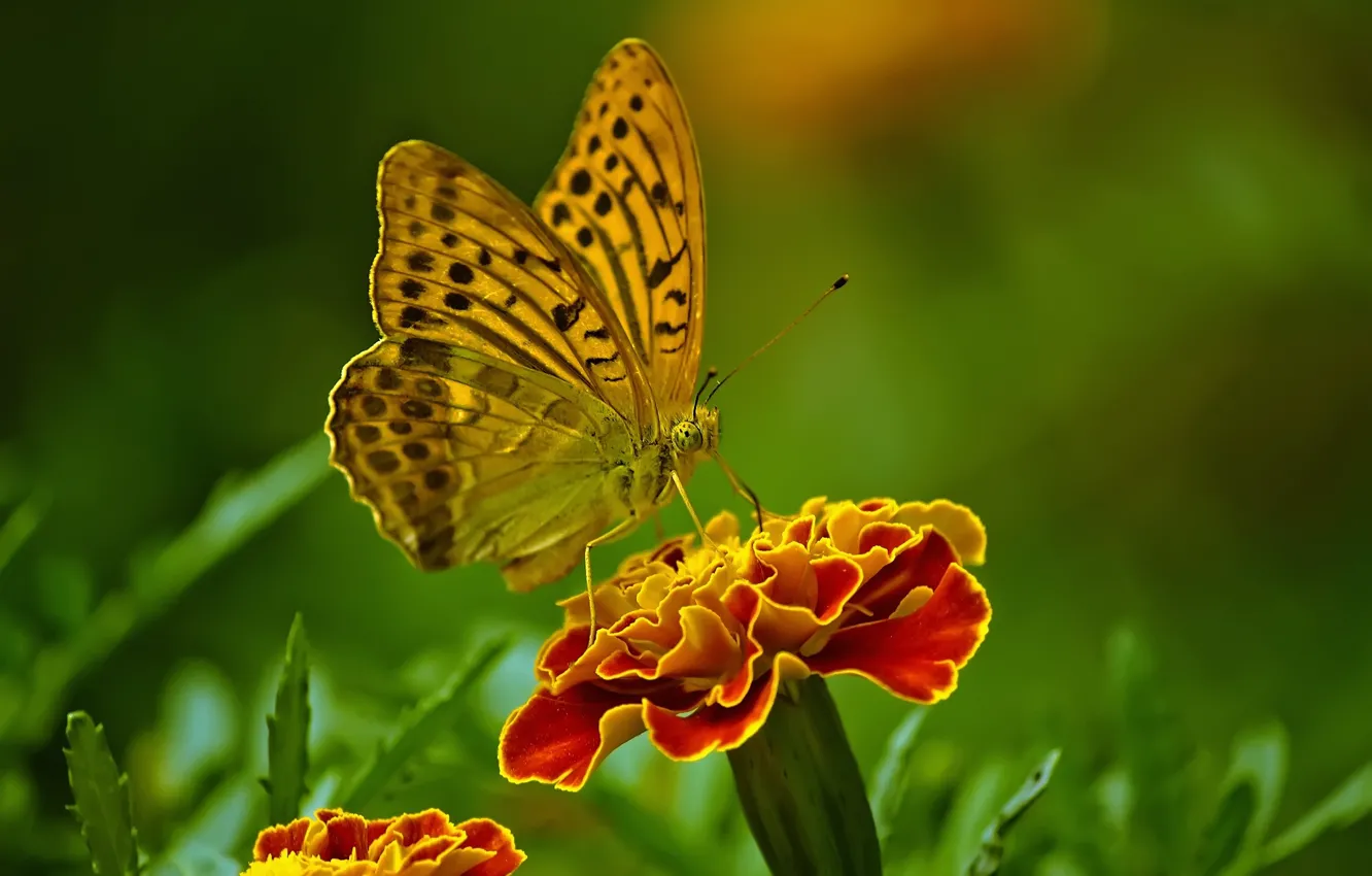 Фото обои цветок, бабочка, butterfly