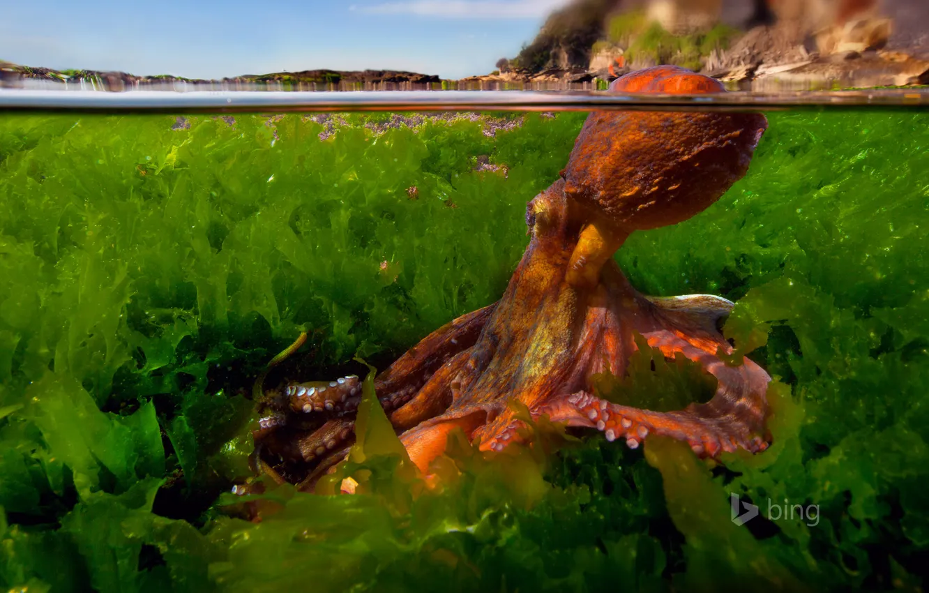 Фото обои вода, водоросли, осьминог, щупальца, Средиземное море