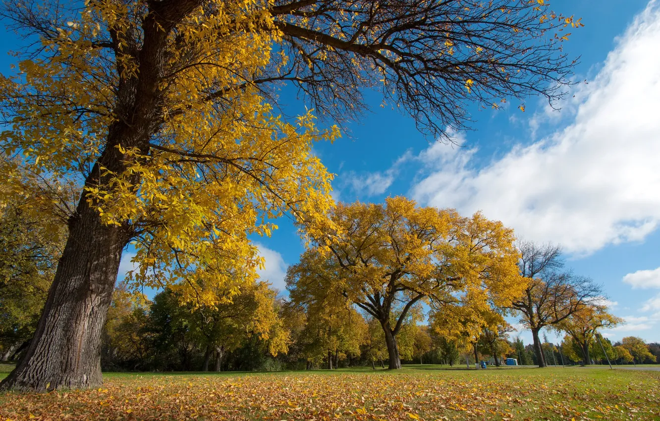 Фото обои осень, небо, листья, деревья, парк