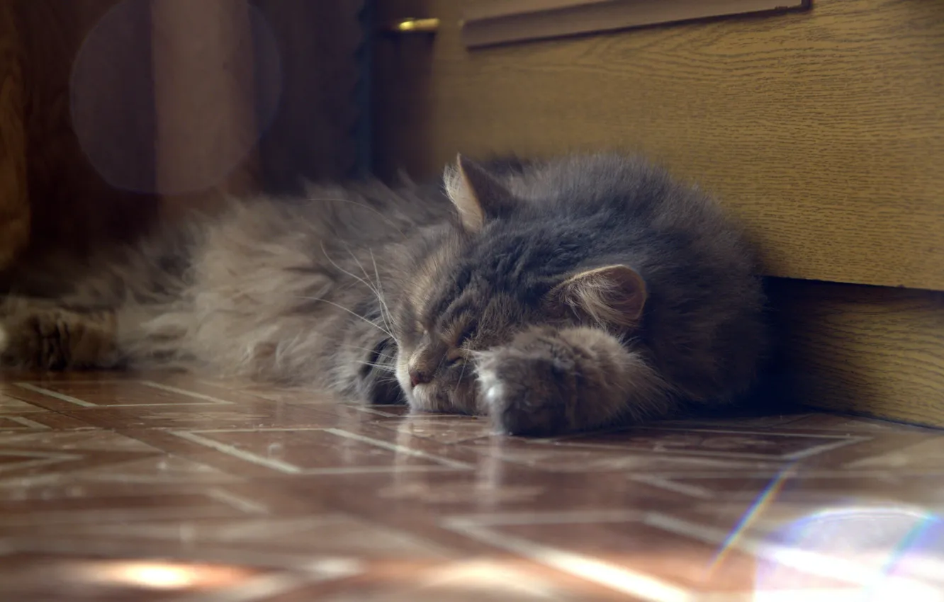 Фото обои кот, сон, пол, серый.