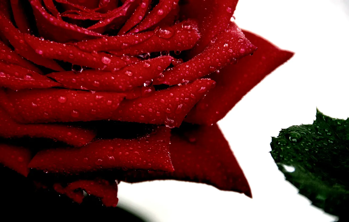 Фото обои макро, Капли, Macro, Red rose, Drops, Красная роза