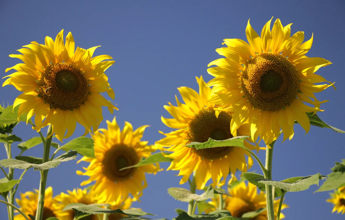 Фото обои солнце, подсолнухи, цветы, обои, подсолнух, лепестки, flowers, желтые лепестки