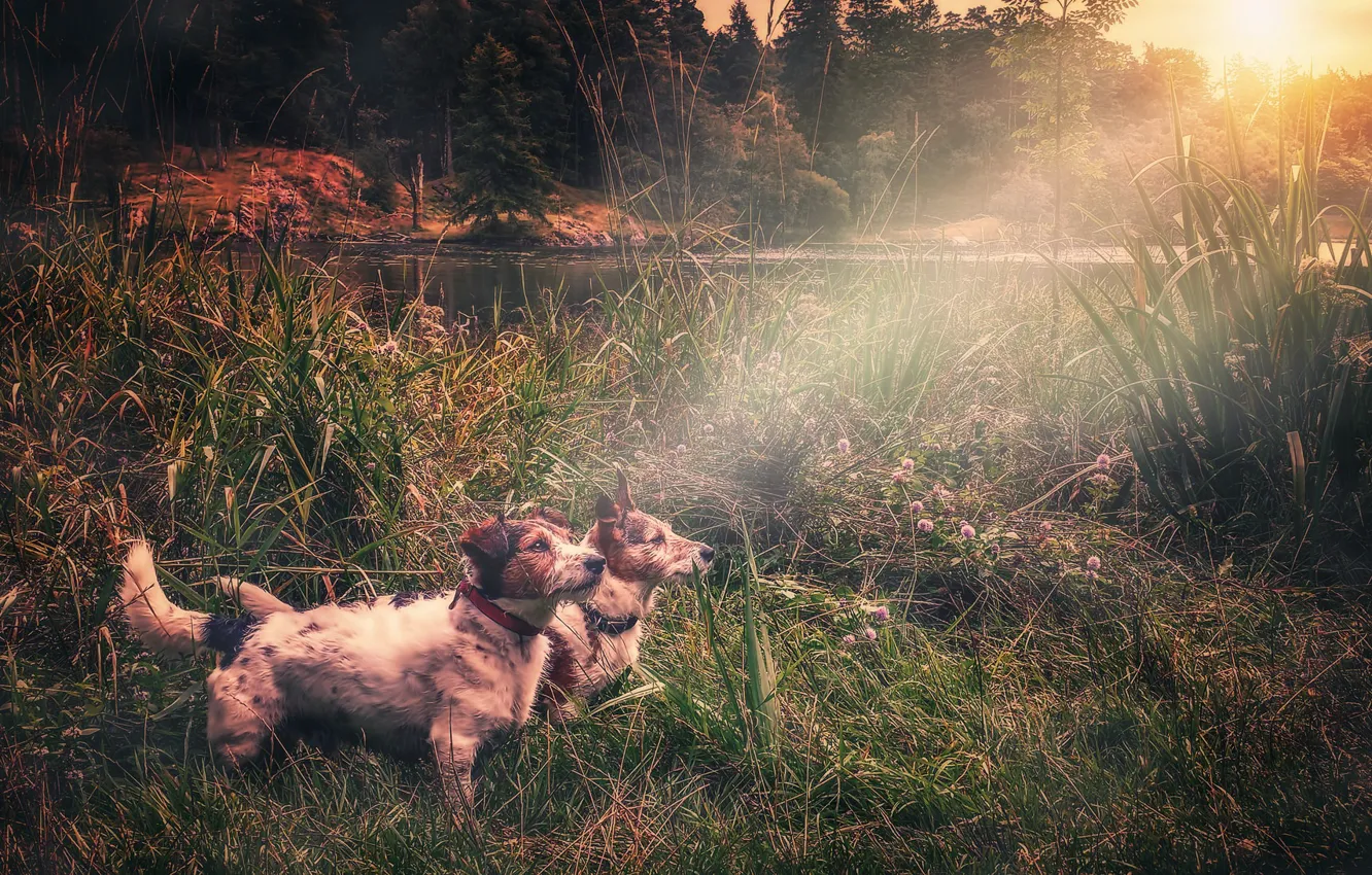 Фото обои собаки, свет, озеро
