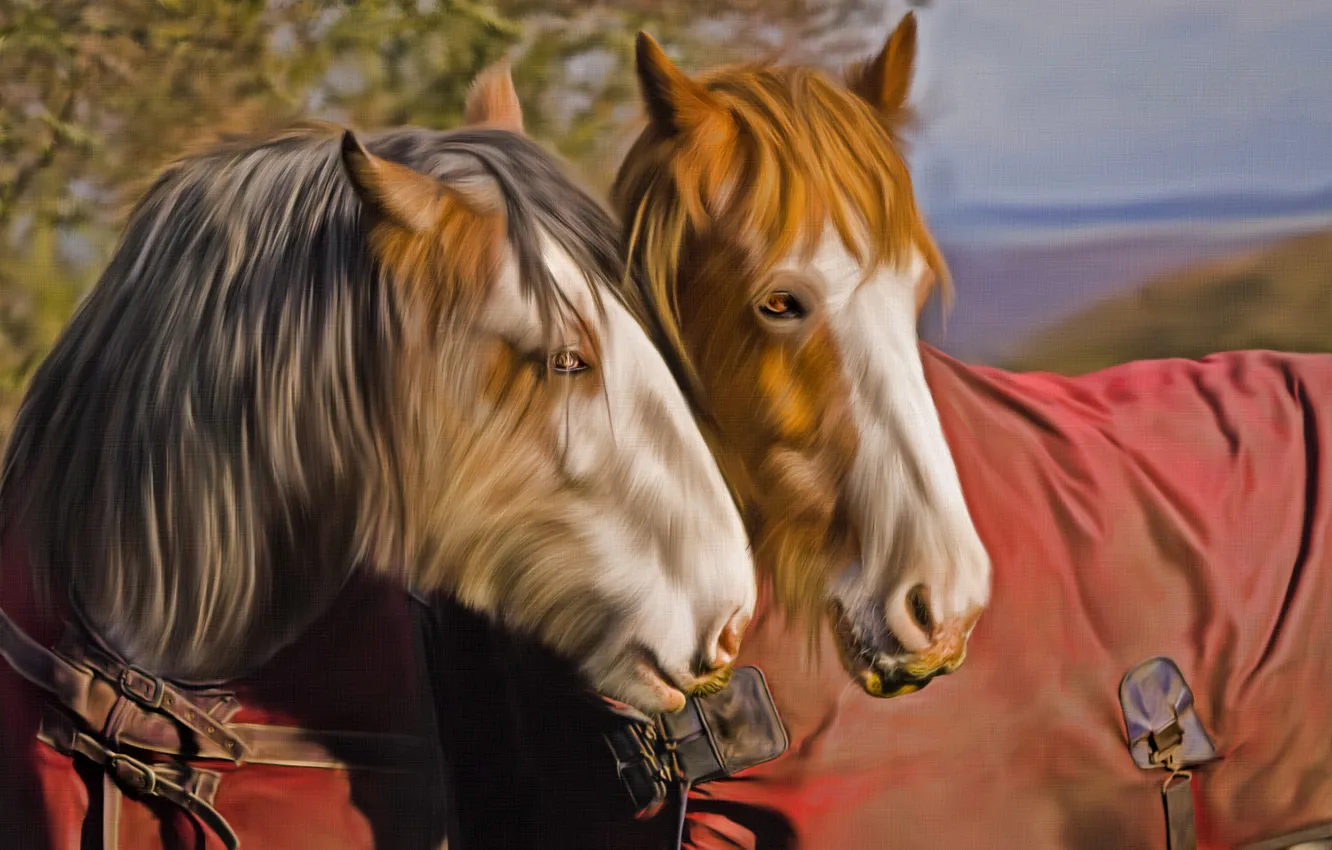 Фото обои текстура, лошади, попона