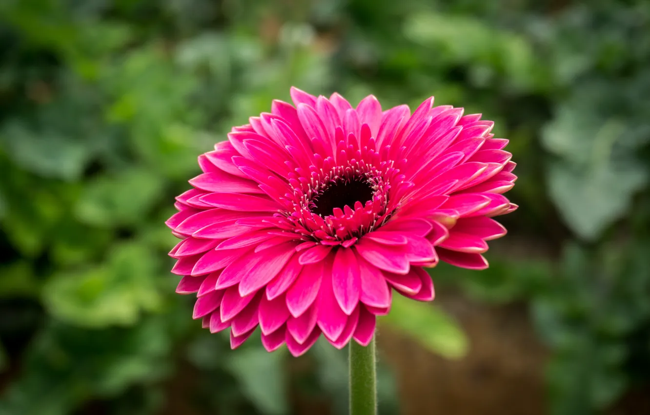 Фото обои flower, nature, pink, flowers, гербера, flora, highland, malaysia