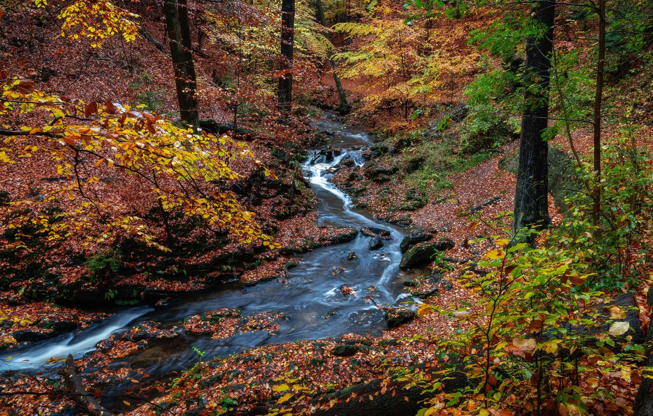 Фото обои осень, лес, листья, деревья, парк, ручей, камни, Германия
