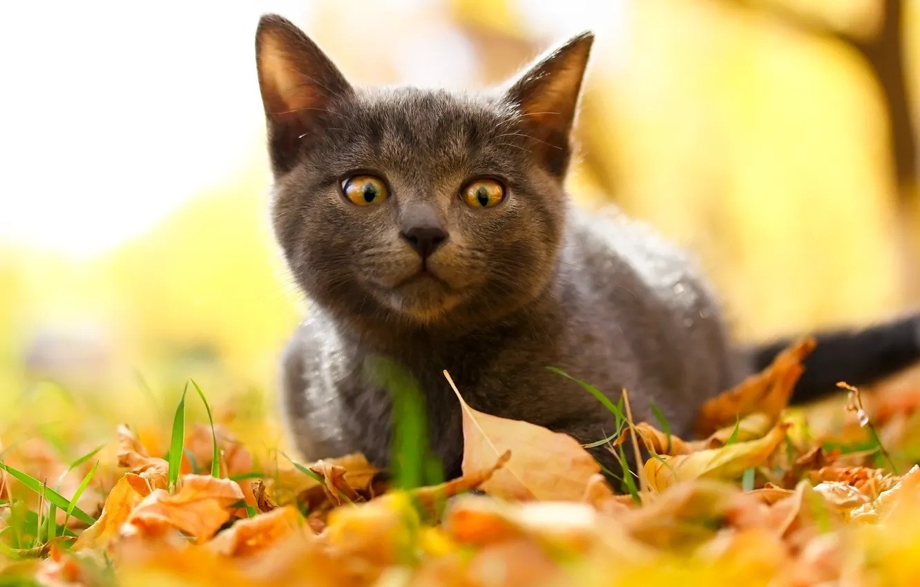 Фото обои осень, кот, взгляд, котенок, котейка