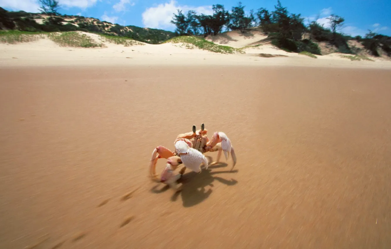 Фото обои песок, берег, краб