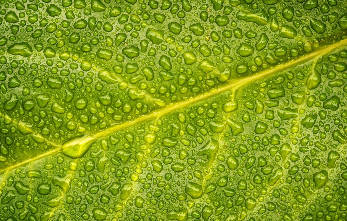 Фото обои вода, капли, лист, зеленый
