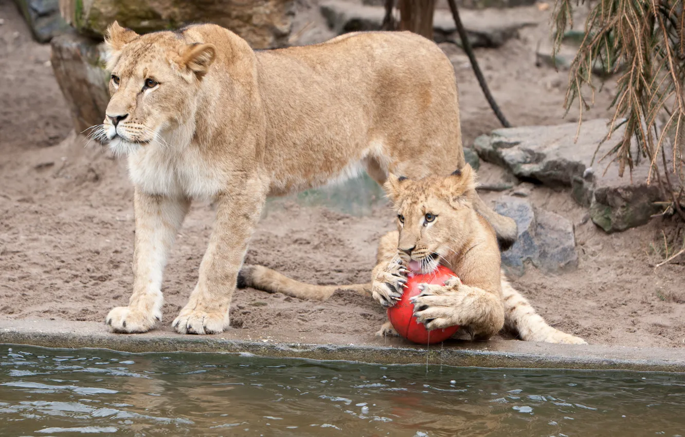 Фото обои кошки, игра, мяч, когти, львы, львица, водоём, львёнок