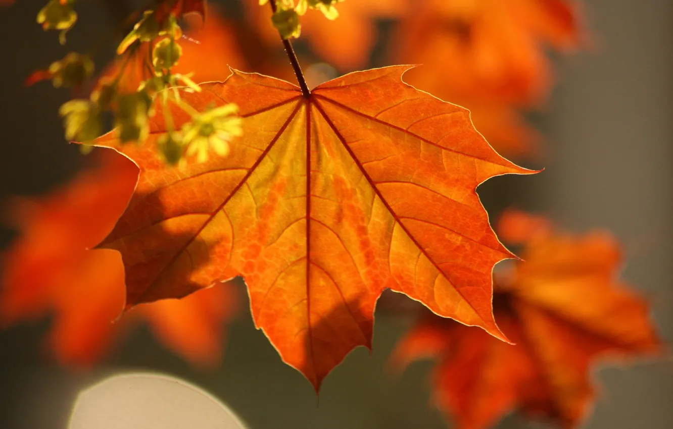 Фото обои осень, листья, Макро, клен