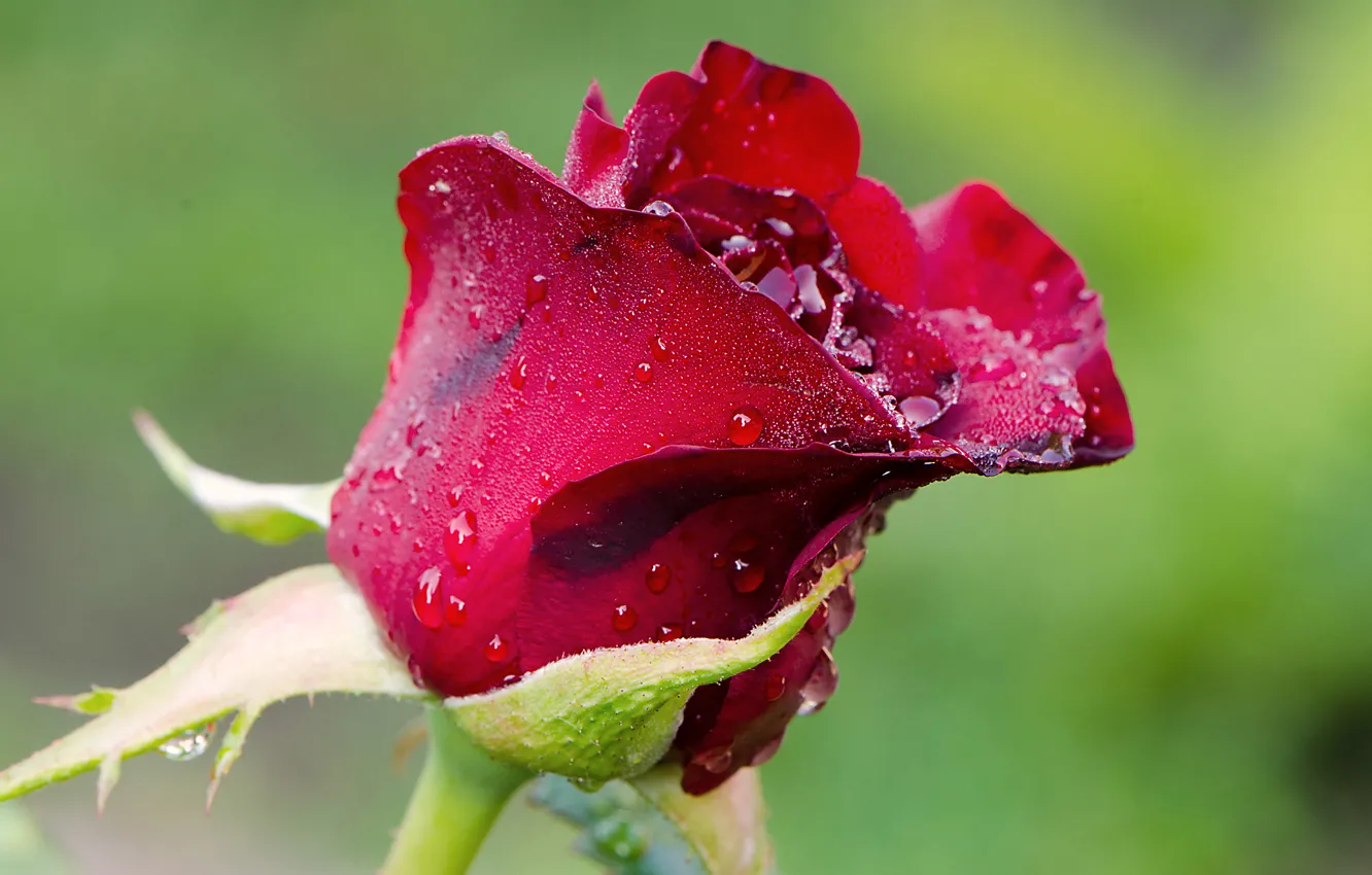 Фото обои цветы, природа, розы