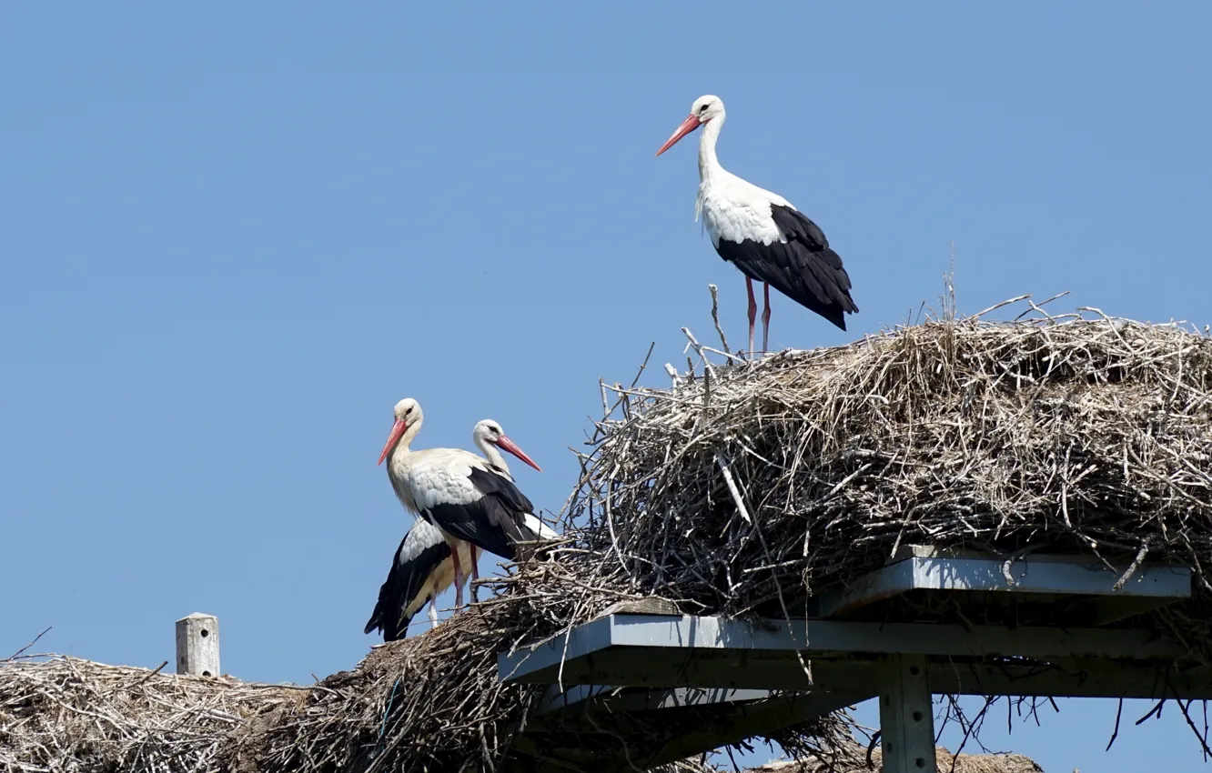 Фото обои природа, птица, аист