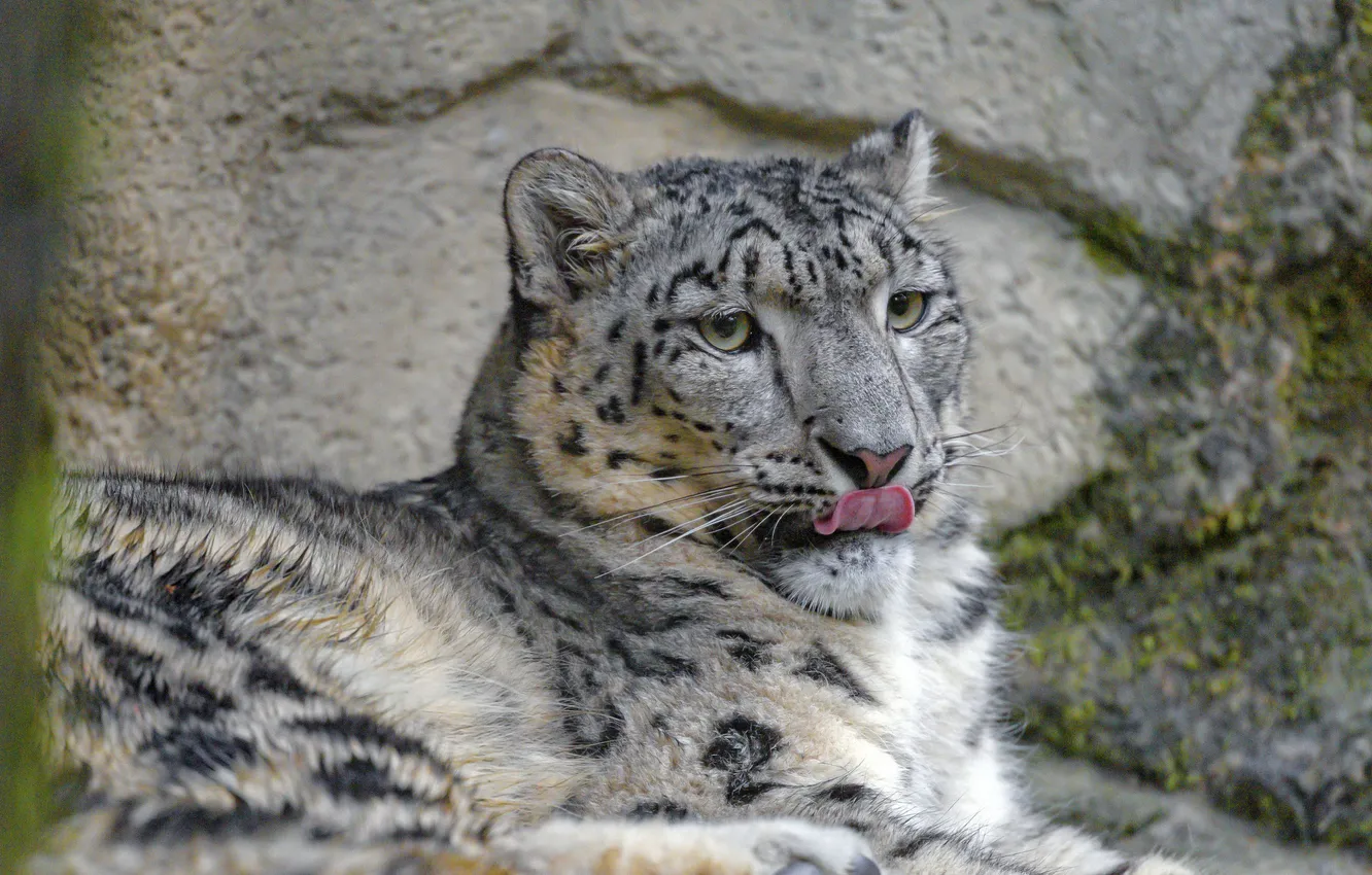 Фото обои snow leopard, cat, snow, animal, big cat
