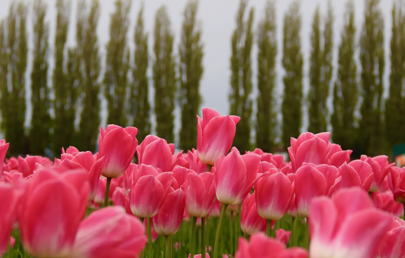 Фото обои тюльпаны, розовые, бутоны, много