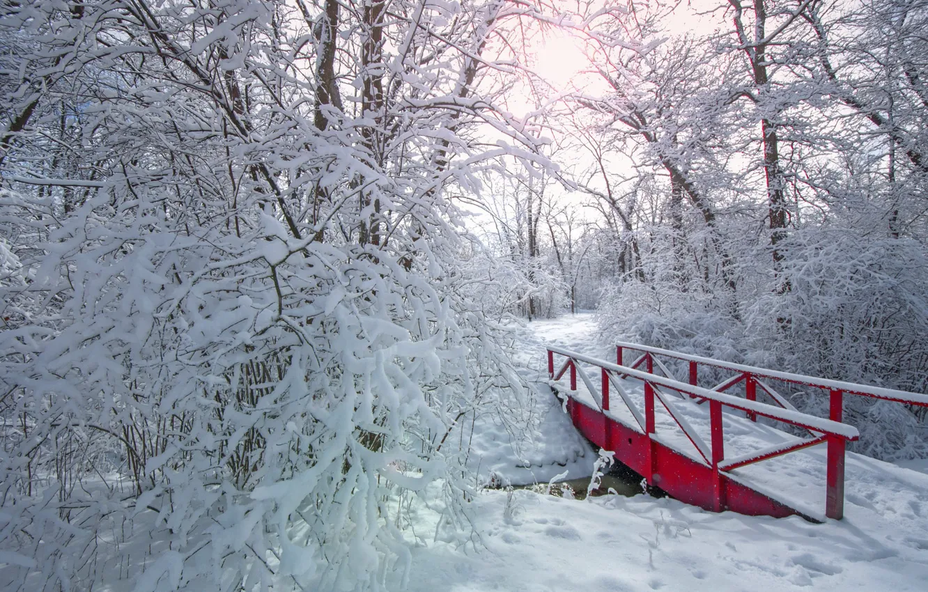 Фото обои зима, снег, деревья, парк, мостик