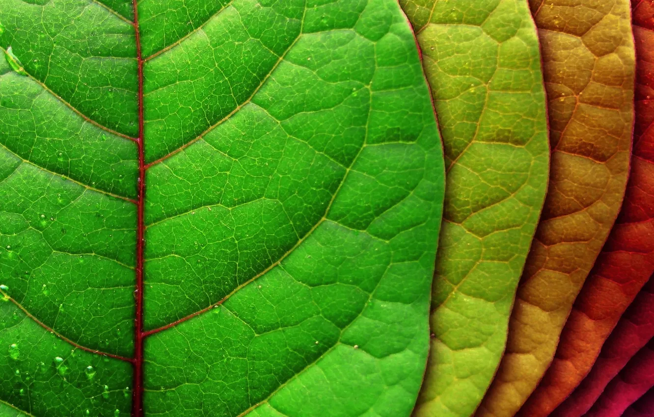 Фото обои листья, капли, красный, жизнь, зеленый