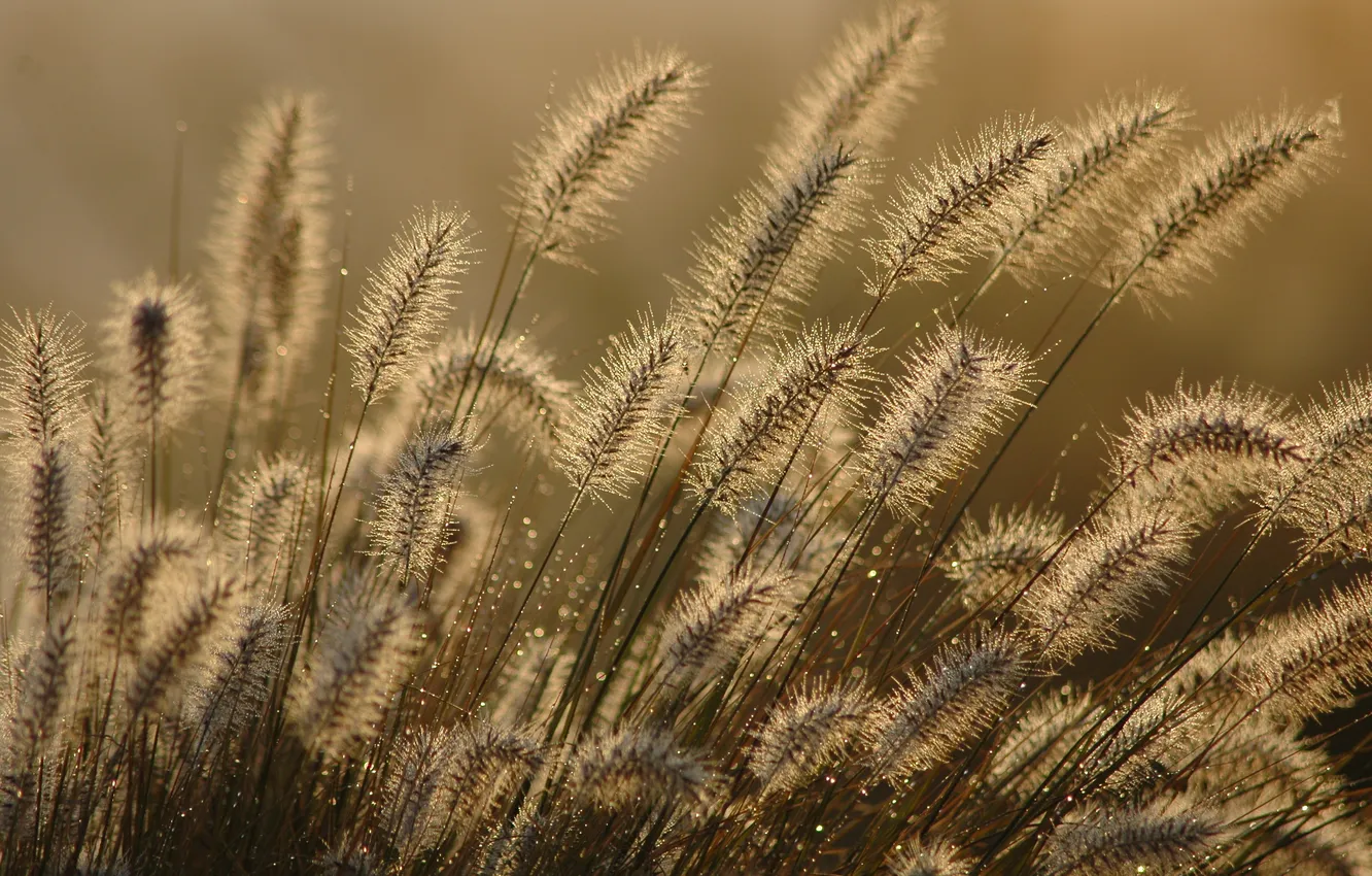 Фото обои трава, капли, макро, роса, липучка