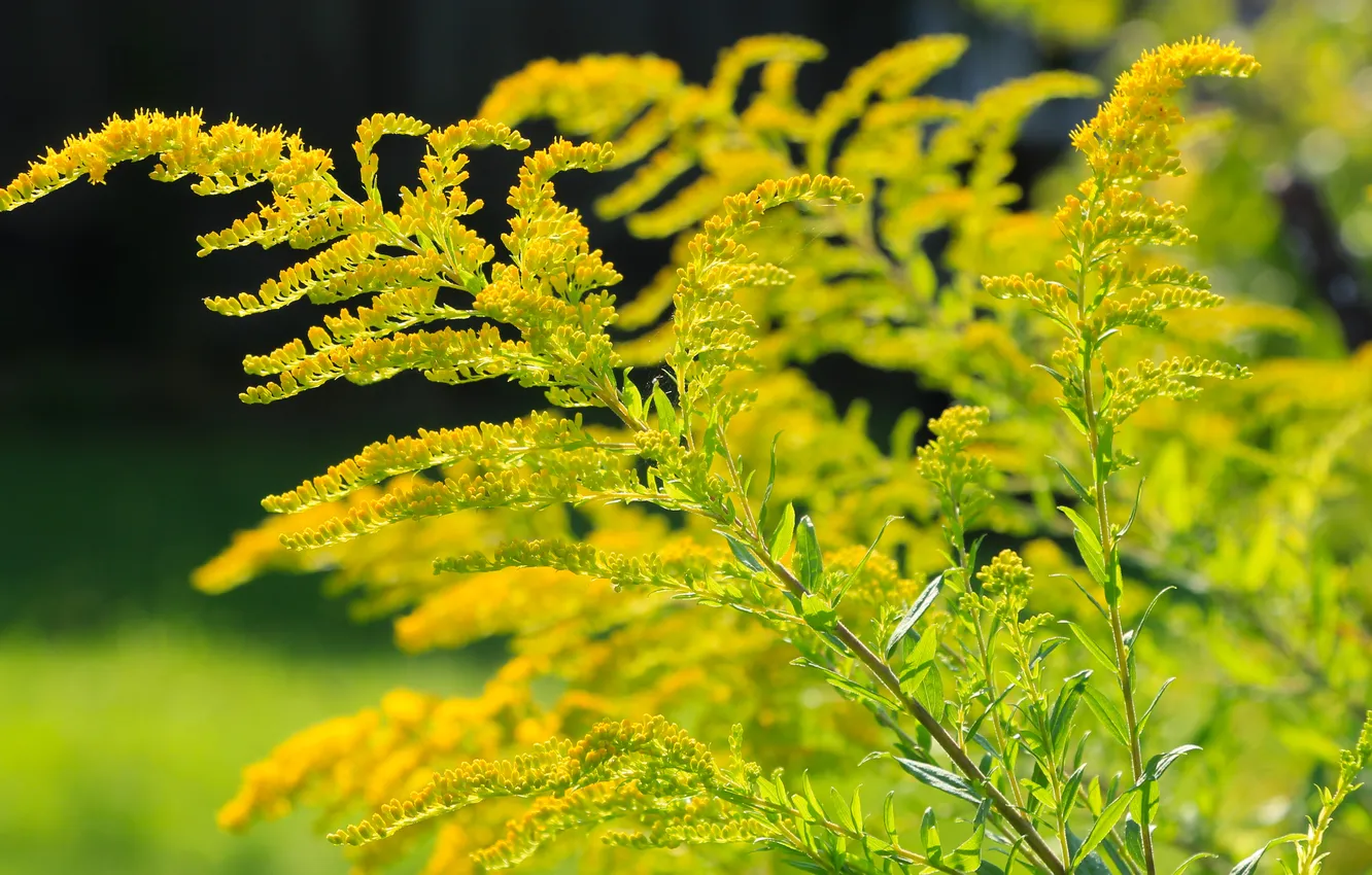 Фото обои flower, yellow, twig