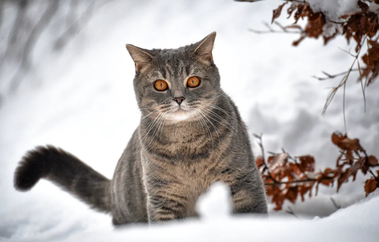 Фото обои зима, кот, снег, ветки, боке