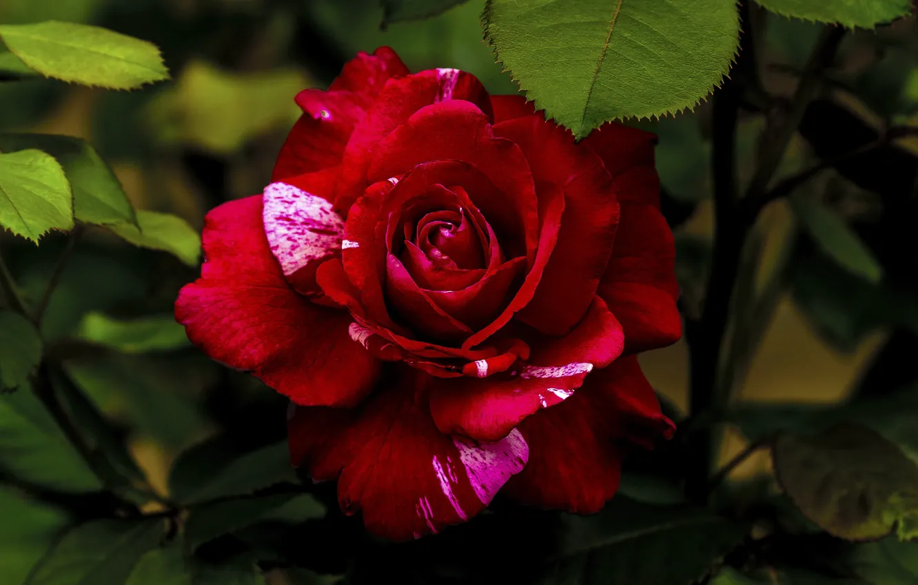 Фото обои роза, бутон, красная
