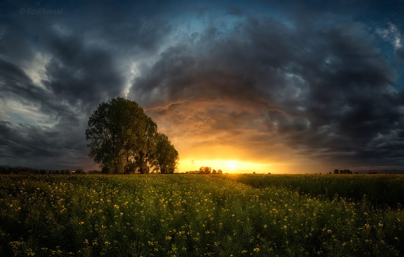 Фото обои поле, закат, тучи, дерево, долина, Болгария, Bulgaria, Софийская котловина