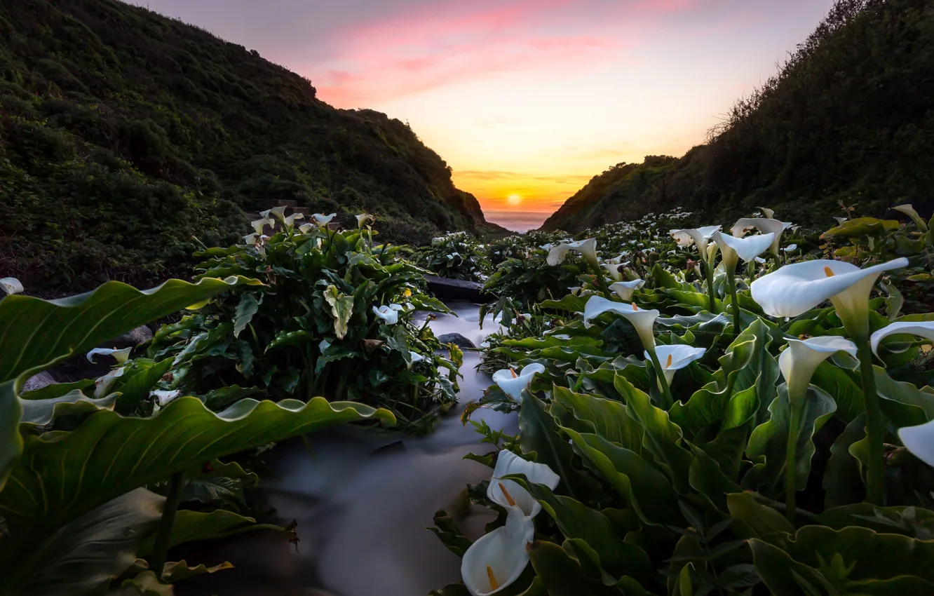 Фото обои пейзаж, закат, цветы, природа, океан, холмы, долина, Калифорния
