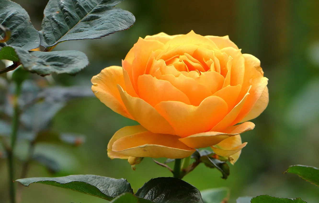 Фото обои листья, роза, бутон, жёлтая роза