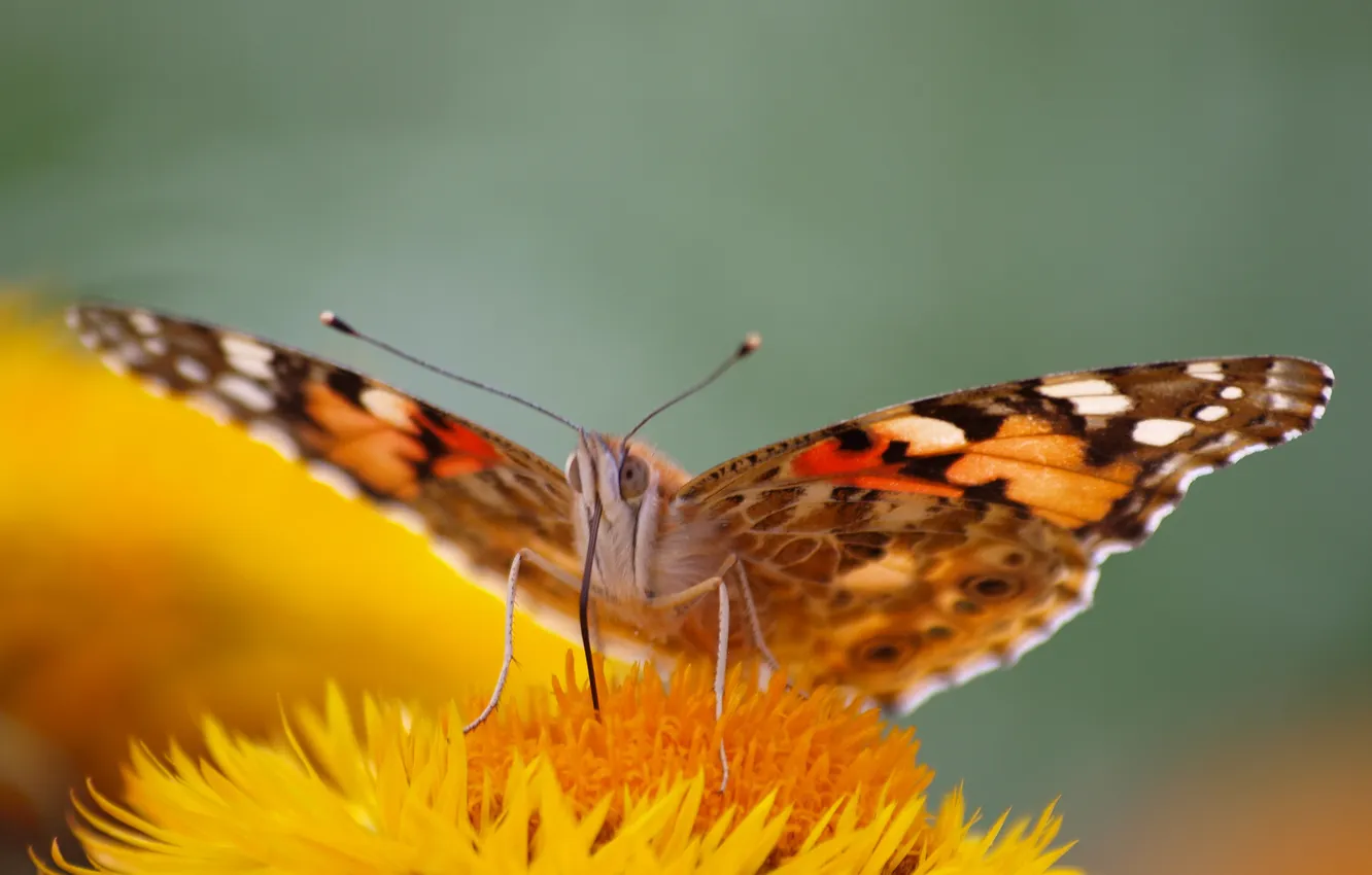 Фото обои цветок, природа, бабочка, крылья, лепестки, мотылек