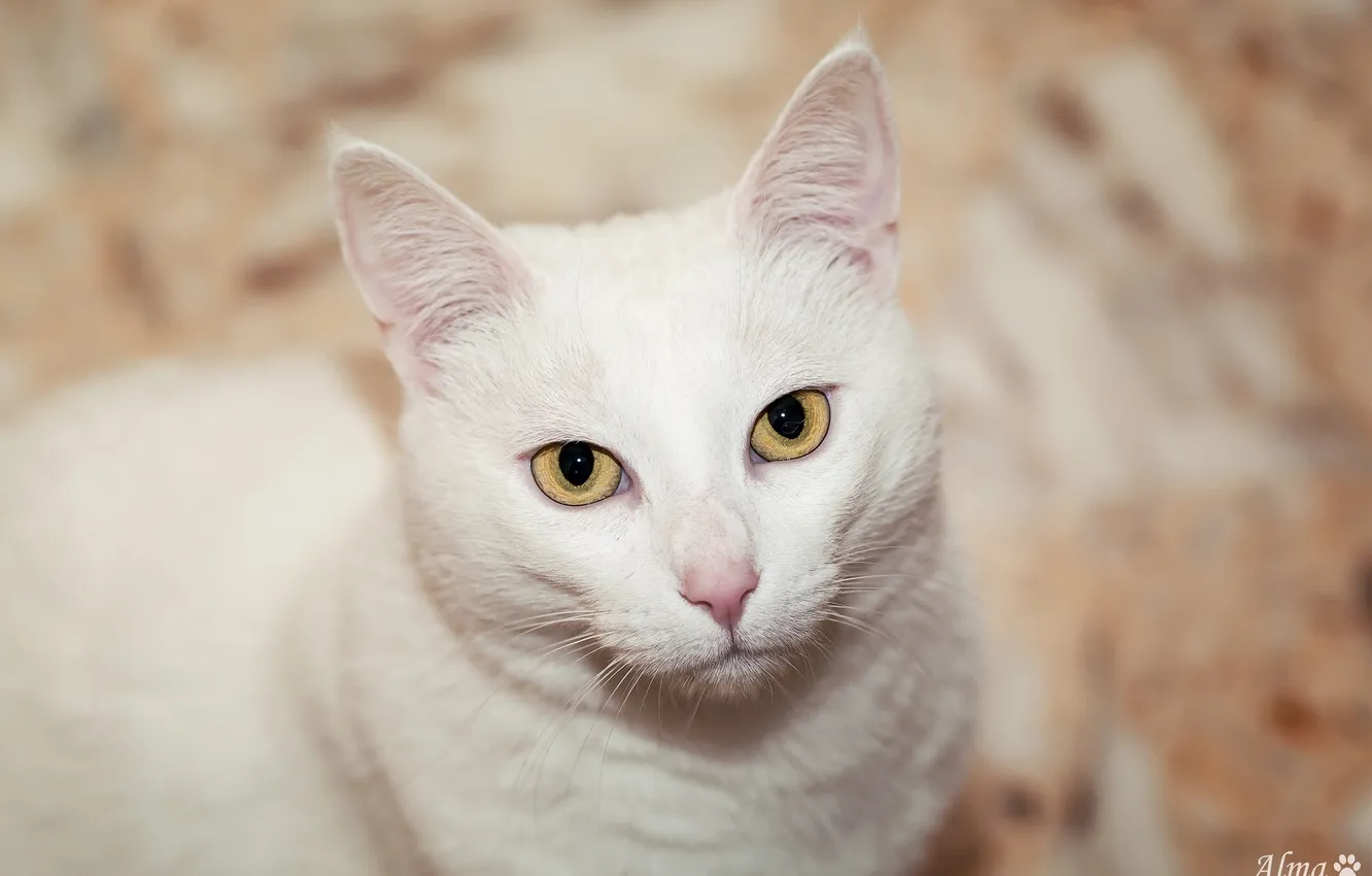 Фото обои кошка, белый, глаза, кот, морда, взгляд вверх