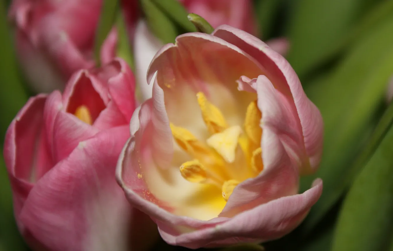 Фото обои макро, тюльпан, Цветы, весна, тычинки