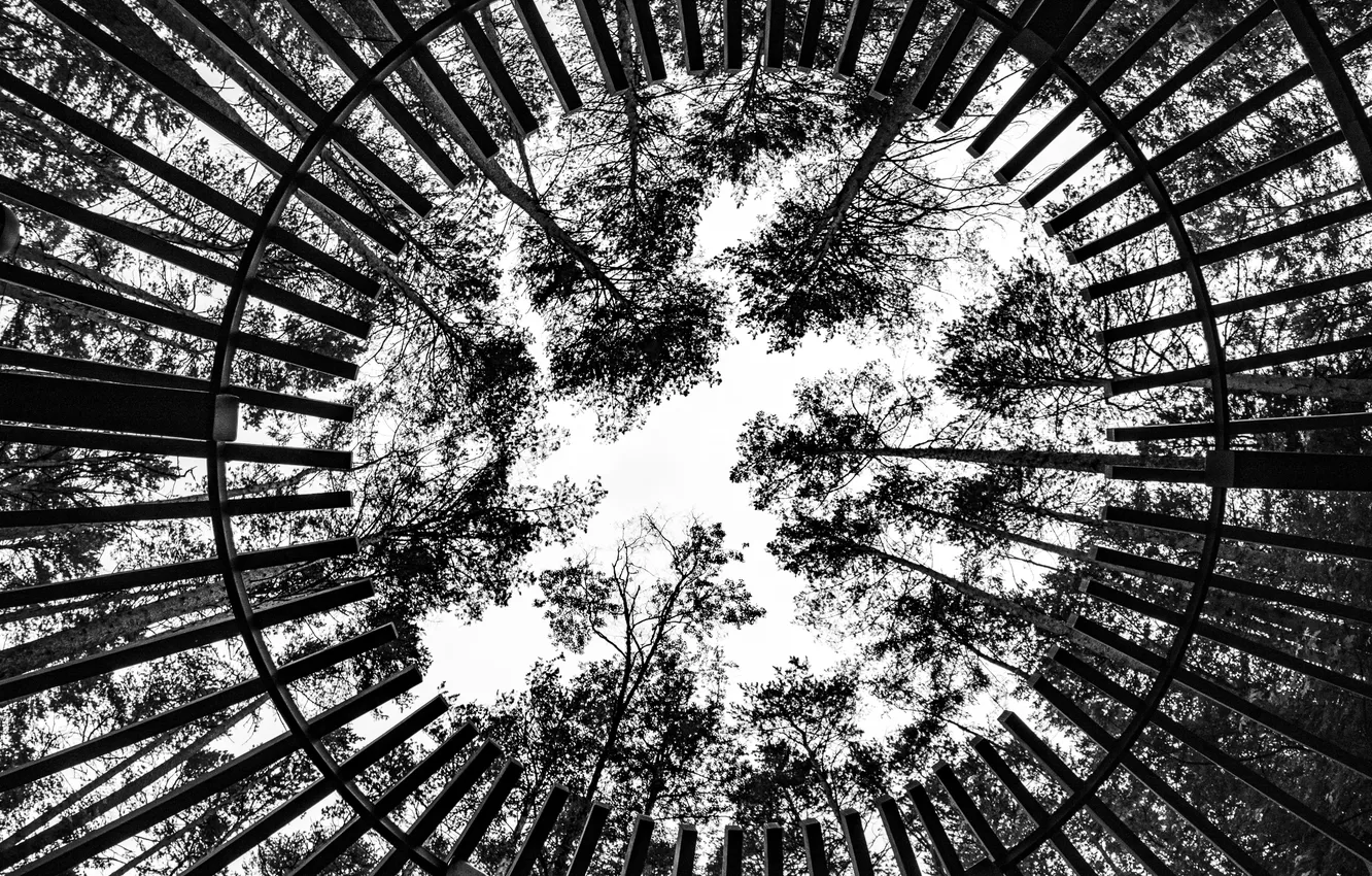 Фото обои white, black, trees, wood, circles, leaves, geometric effect