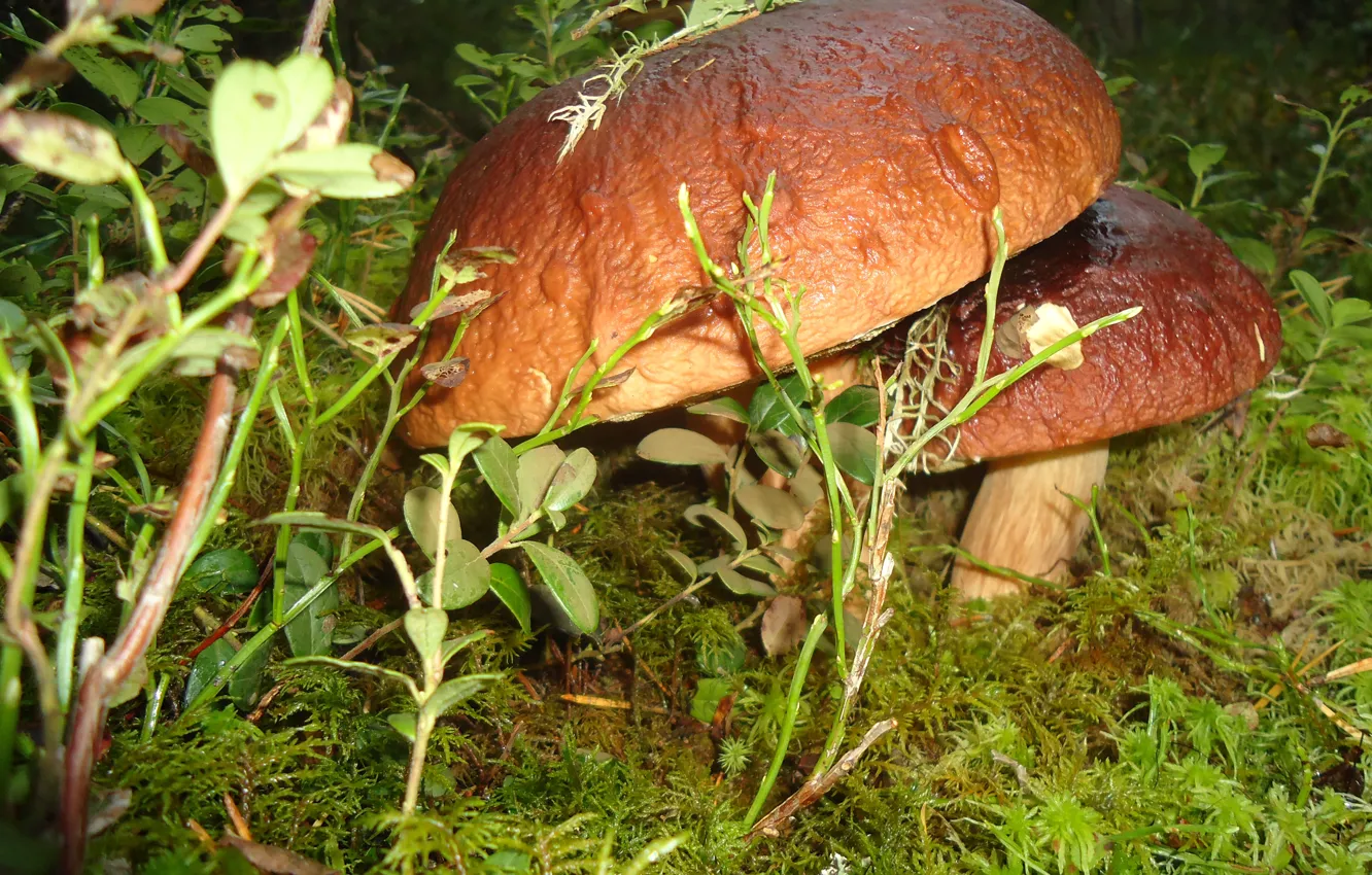 Фото обои осень, лес, грибы, мох, боровики