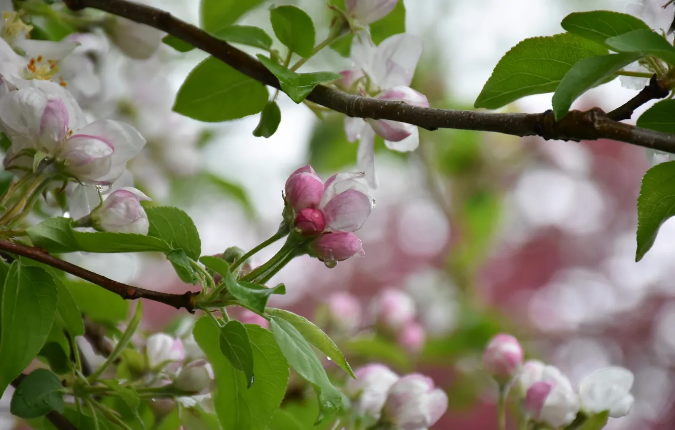Фото обои дерево, весна, яблоня
