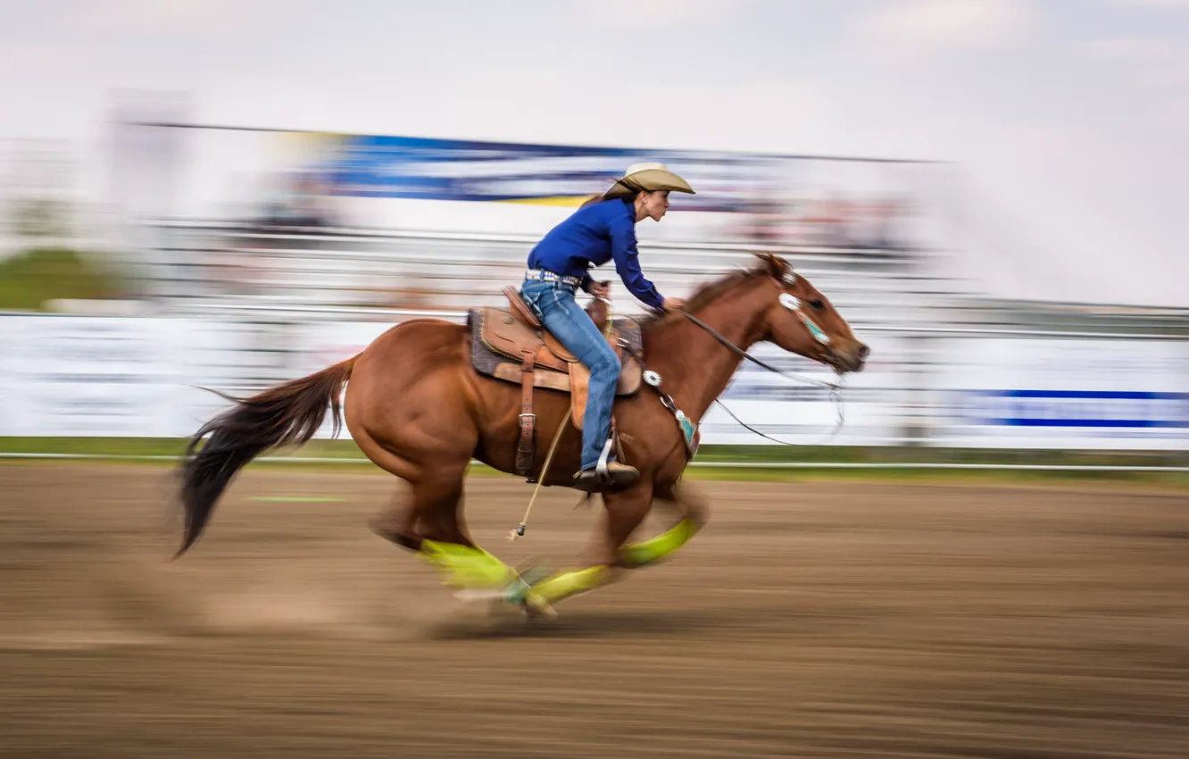 Фото обои конь, спорт, бег