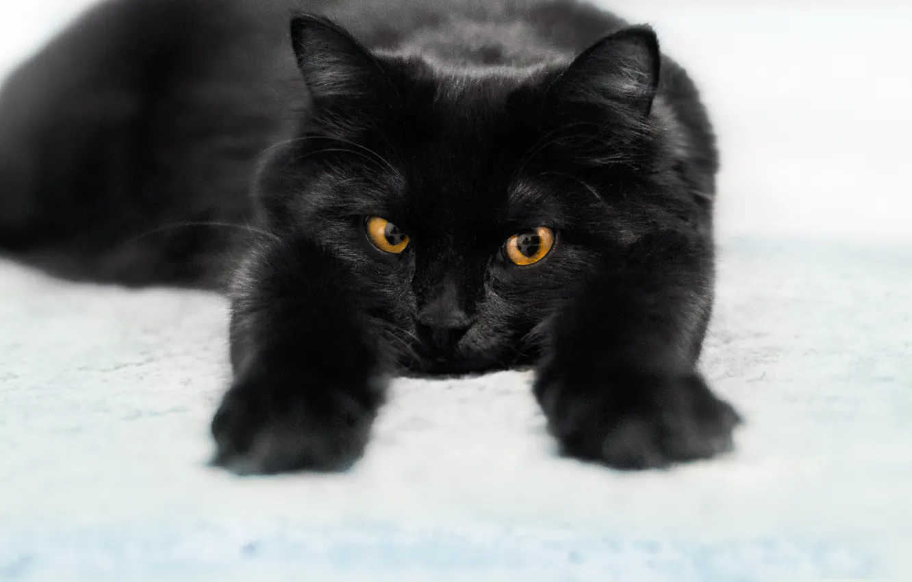 Фото обои кошки, черный, коты