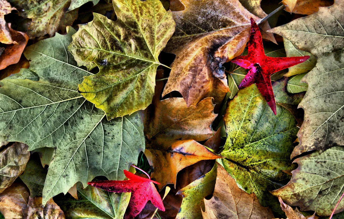 Фото обои осень, листья, макро, природа, цвет