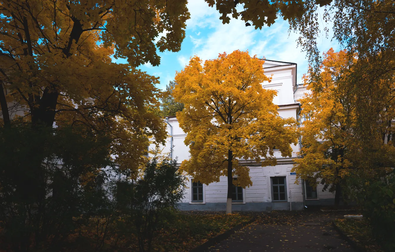 Фото обои осень, деревья, желтый