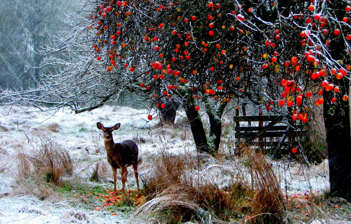 Фото обои лес, трава, снег, деревья, яблоки, Природа, олень, длинные ветви