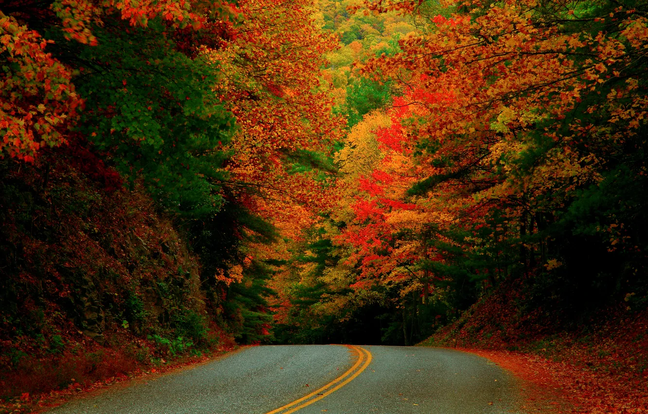 Фото обои дорога, осень, лес, краски, США, Северная Каролина, Октябрь