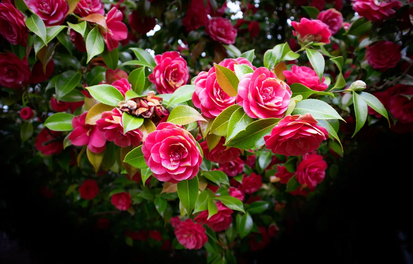 Фото обои цветы, темный фон, дерево, красота, розовые, цветение, много, боке